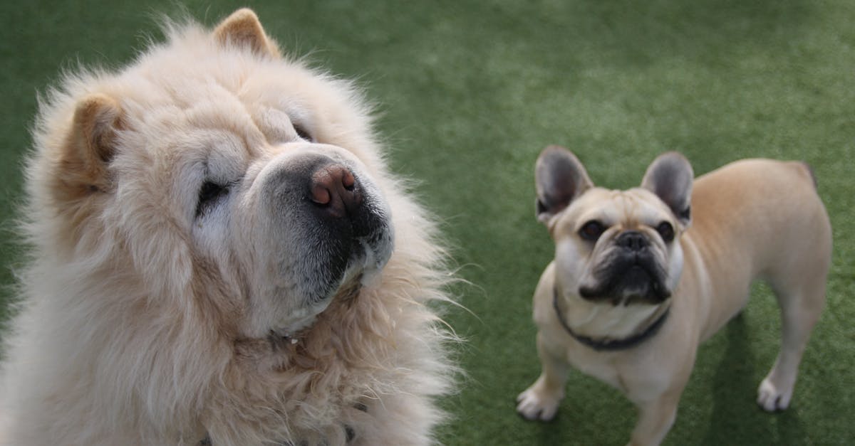 découvrez notre sélection de colliers pour chiens : confort, style et sécurité pour votre compagnon à quatre pattes. trouvez le collier parfait qui allie qualité et esthétique.