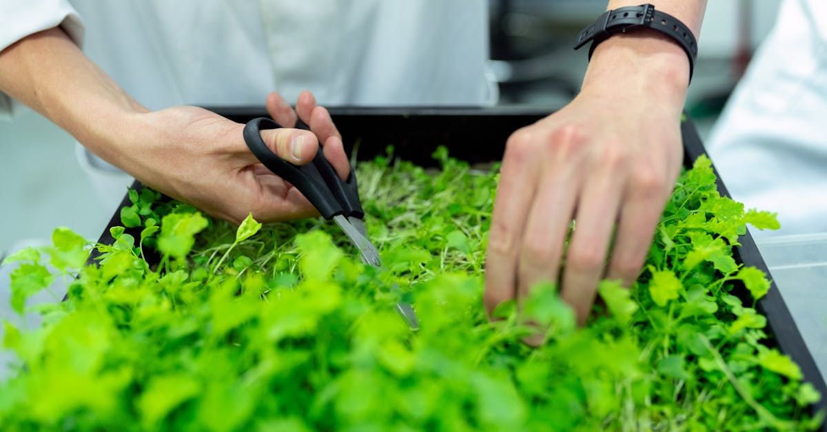 découvrez comment adopter des pratiques durables pour protéger l’environnement, optimiser vos ressources et construire un avenir responsable et respectueux de la planète grâce à la durabilité.